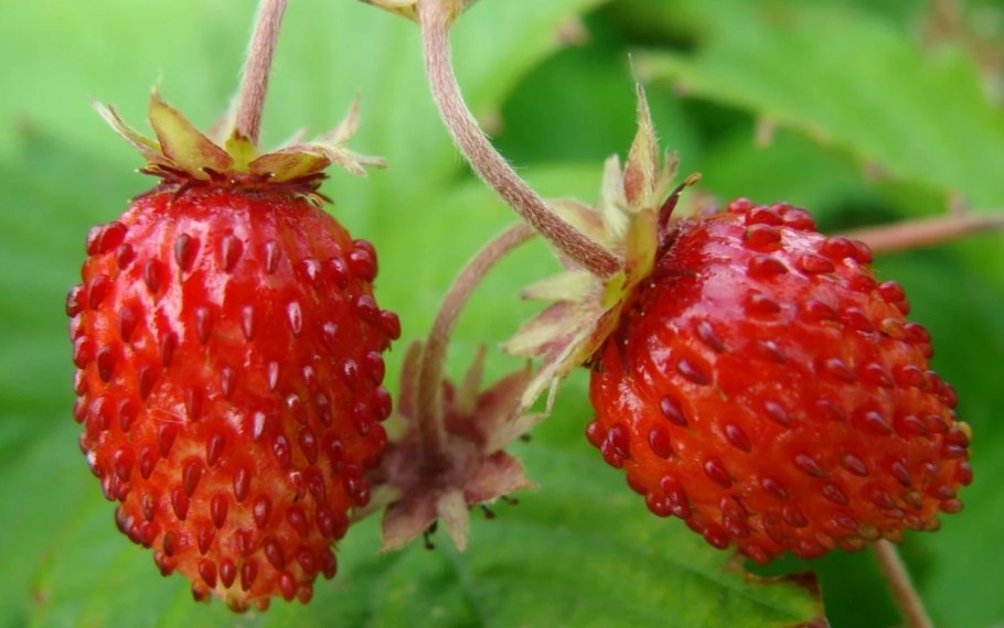 Земляника Луговая