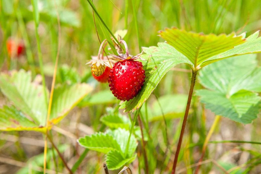 Лесная ягода земляника