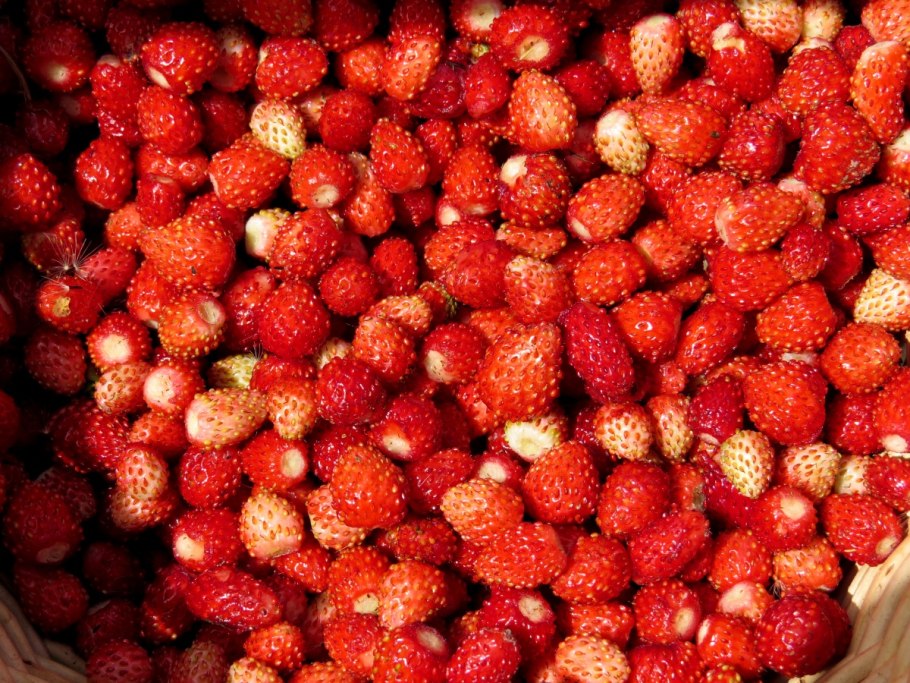 Земляника Лесная (Fragaria vesca)