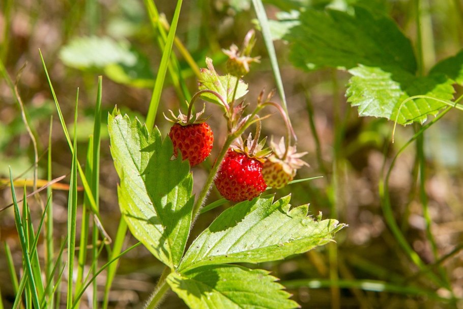 Земляника лесная