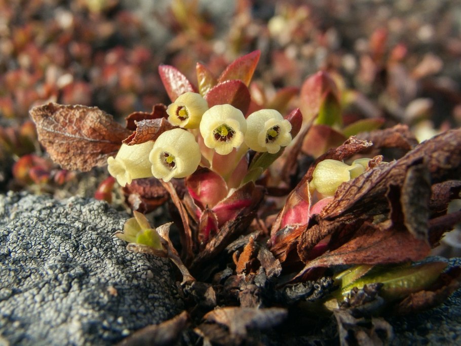Тундровый Арктоус
