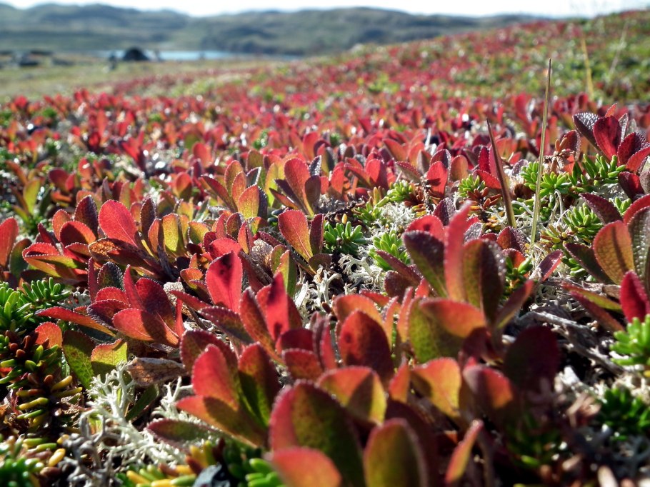 Альпийская толокнянка Арктоус Альпийский