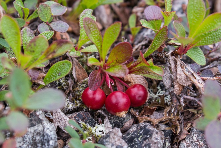 Арктоус Альпийский Таганай