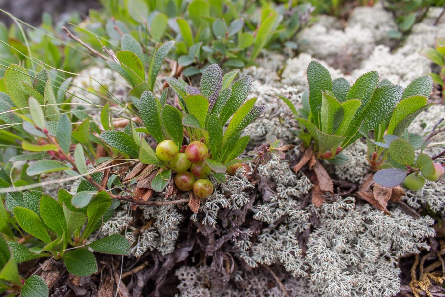 Цветы Арктоус