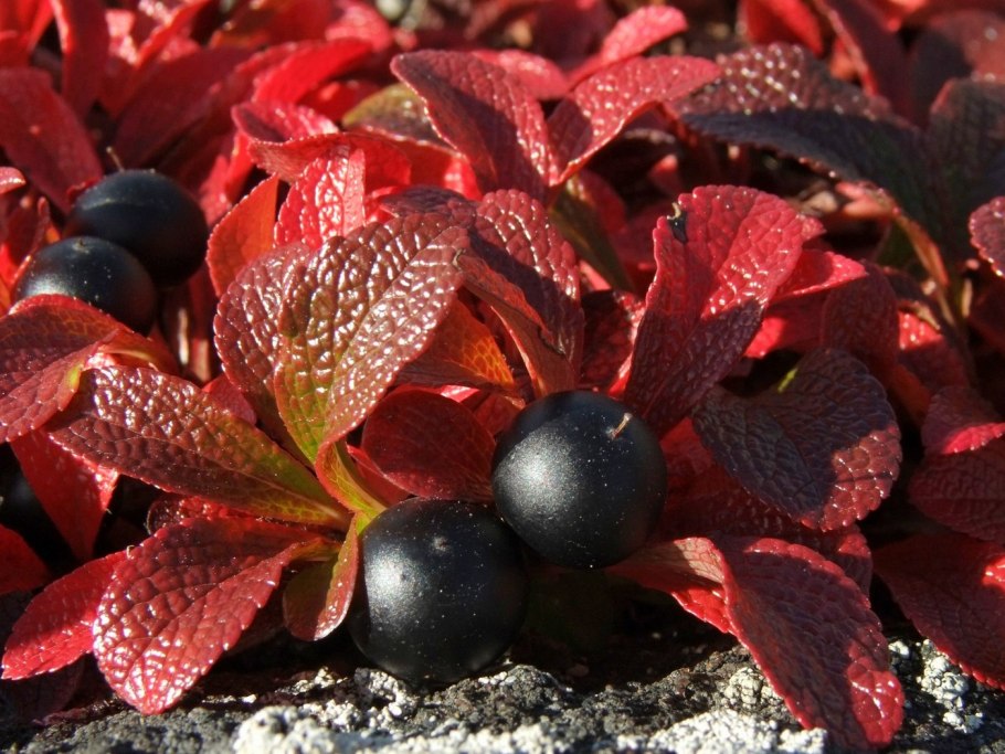 Альпийская толокнянка Арктоус Альпийский