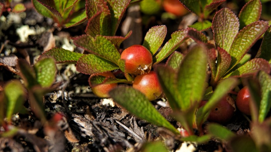 Луазелеурия лежачая