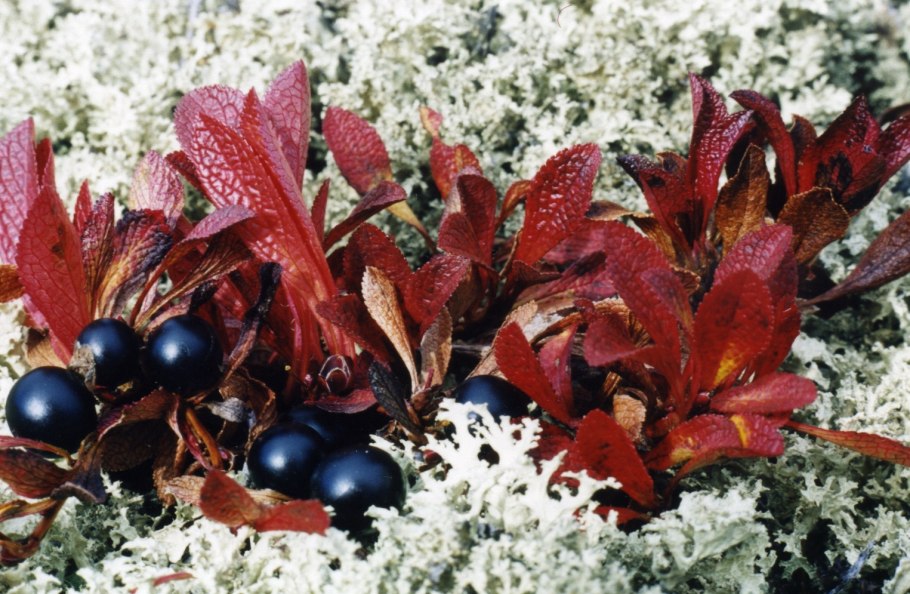 Арктоус Альпийский