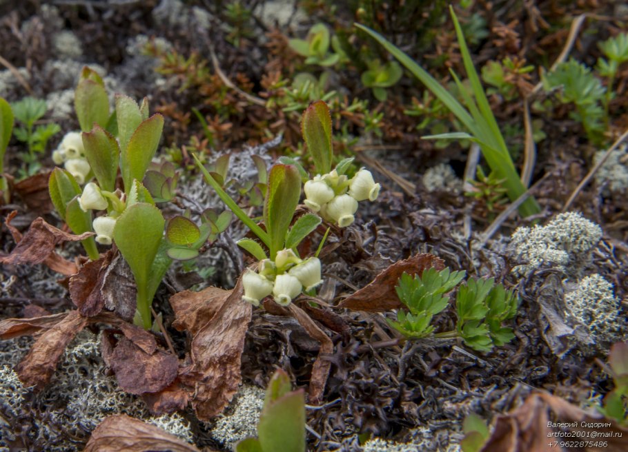 Красные листья брусники
