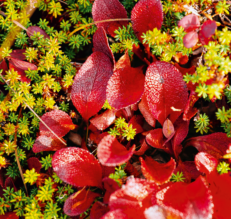 Арктоус (Альпийская толокнянка),