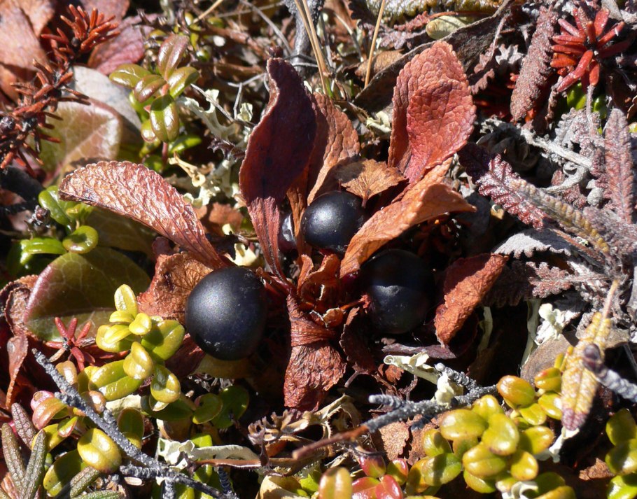 Арктоус Арктический