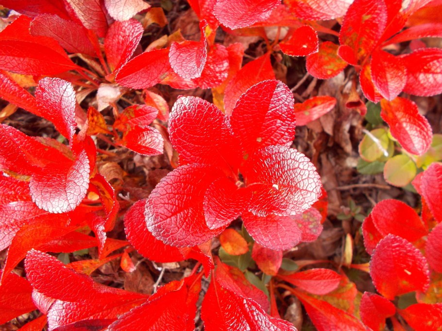 Арктоус альпийский