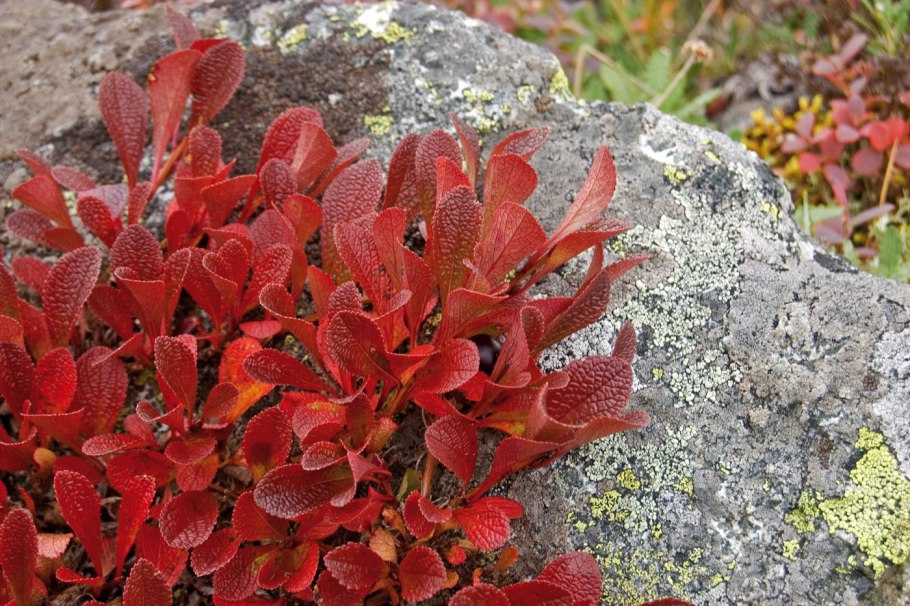 Арктоус Альпийский