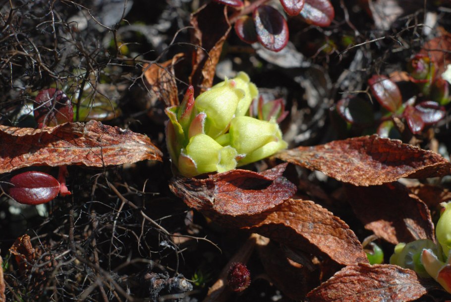 Растения тундры