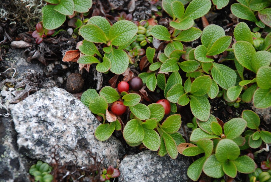 Флора Магаданского заповедника