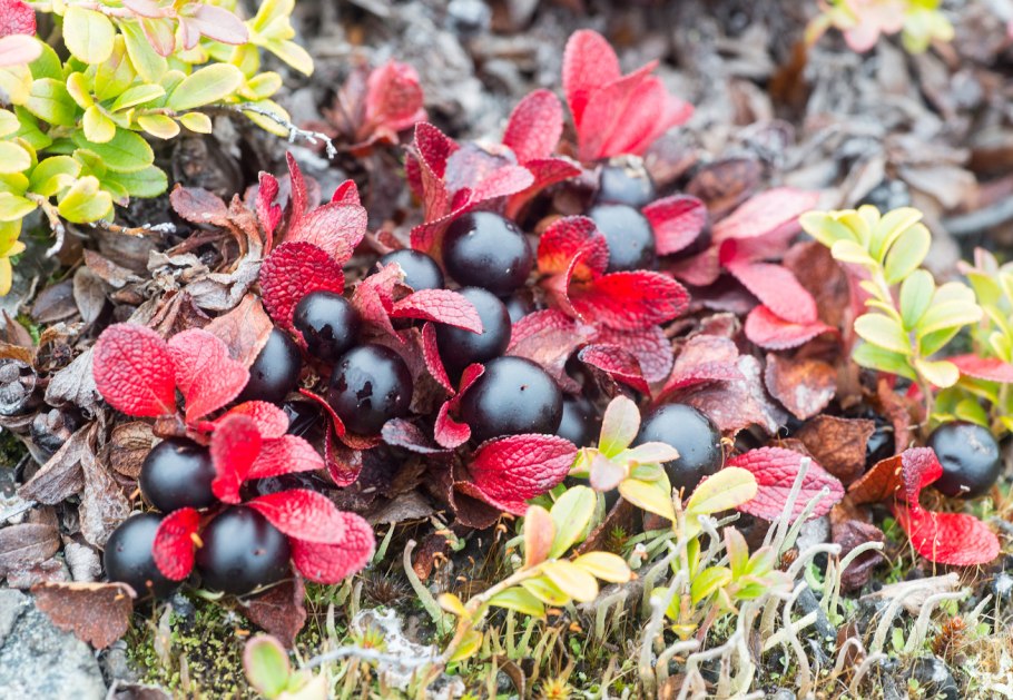 Альпийская толокнянка Арктоус Альпийский