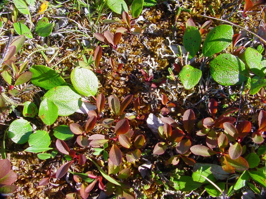 Арктус, Северное растение