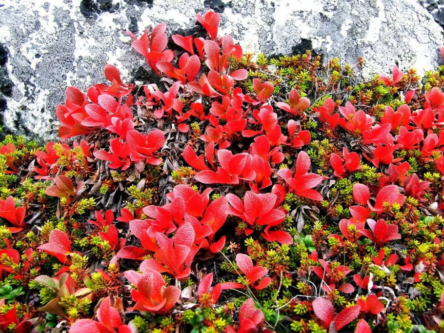 Арктоус Альпийский цветёт