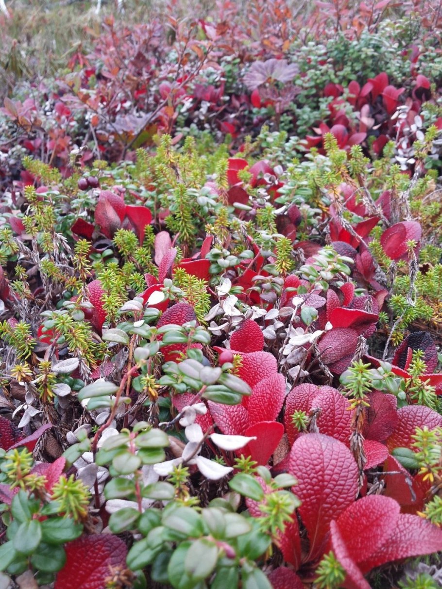 Арктоус альпийский