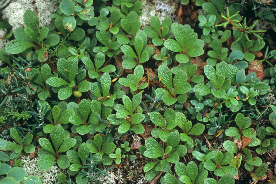 Толокнянка Альпийская