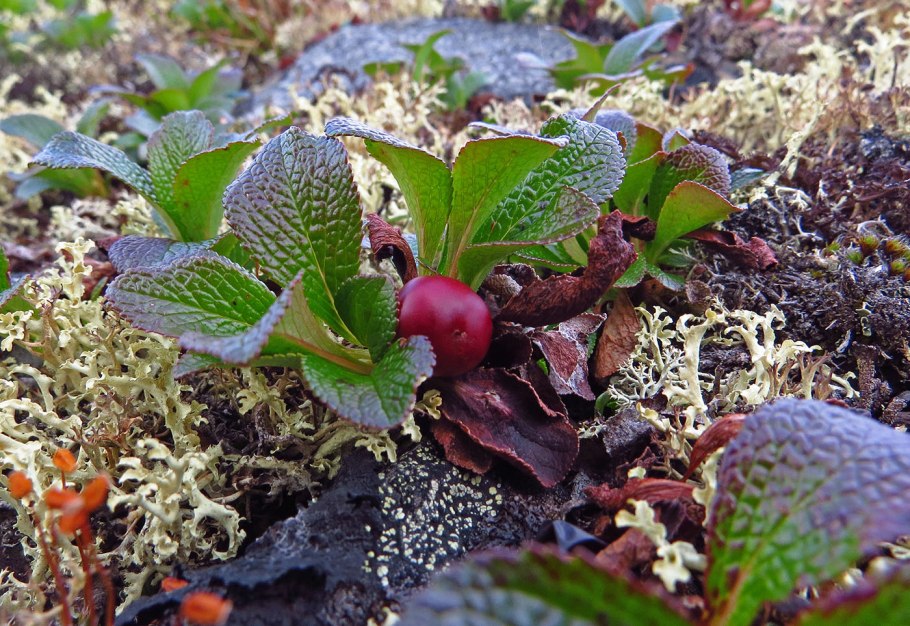 Ягода Арктоус Альпийский