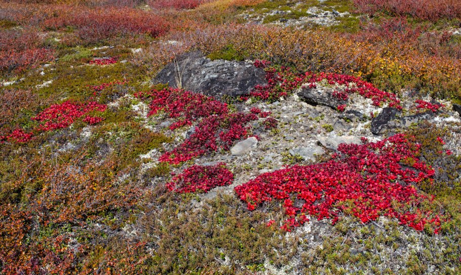 Плантариум в Финляндии