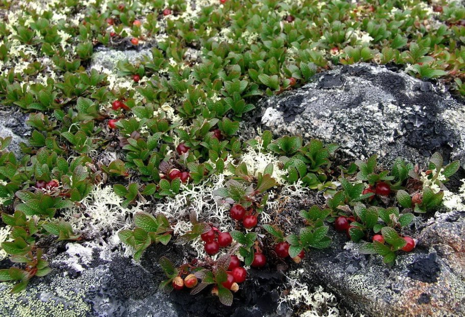 Арктоус Альпийский