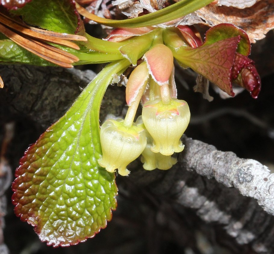 Арктоус Альпийский цветёт