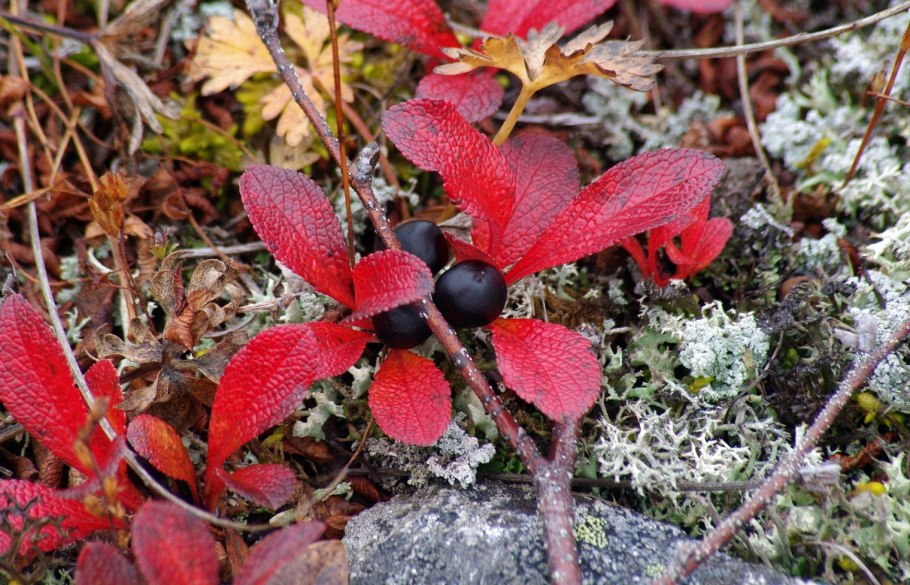 Растения Магаданской области с красивыми листьями