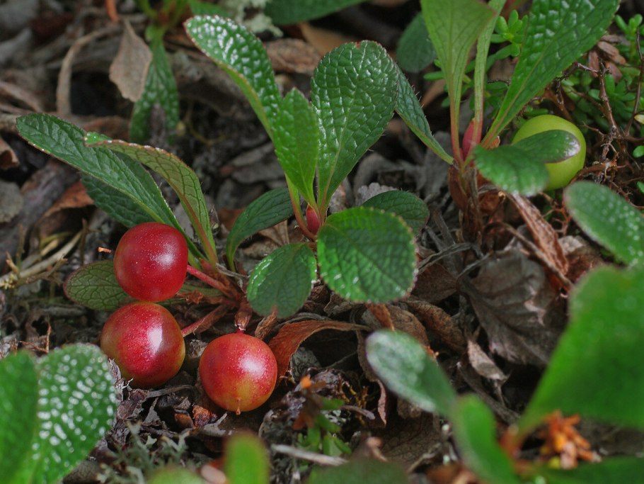 Арктоус Альпийский