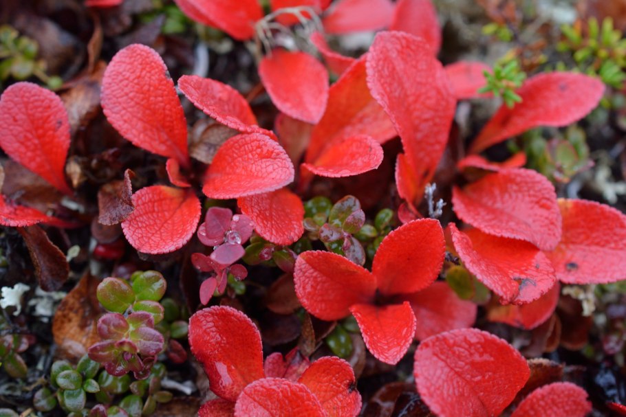 Альпийская толокнянка Арктоус Альпийский