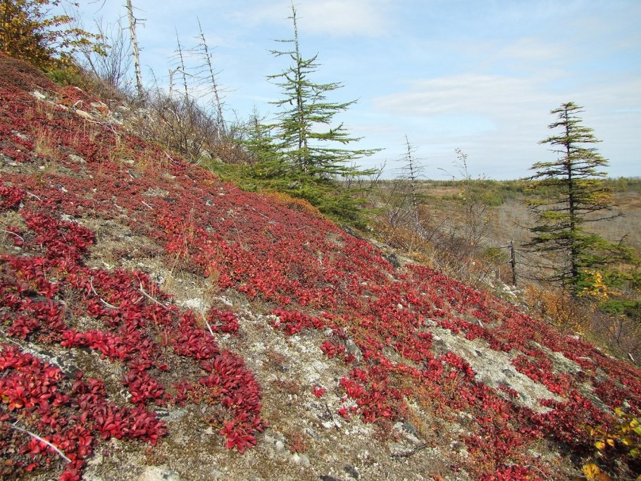 Толокнянка Альпийская