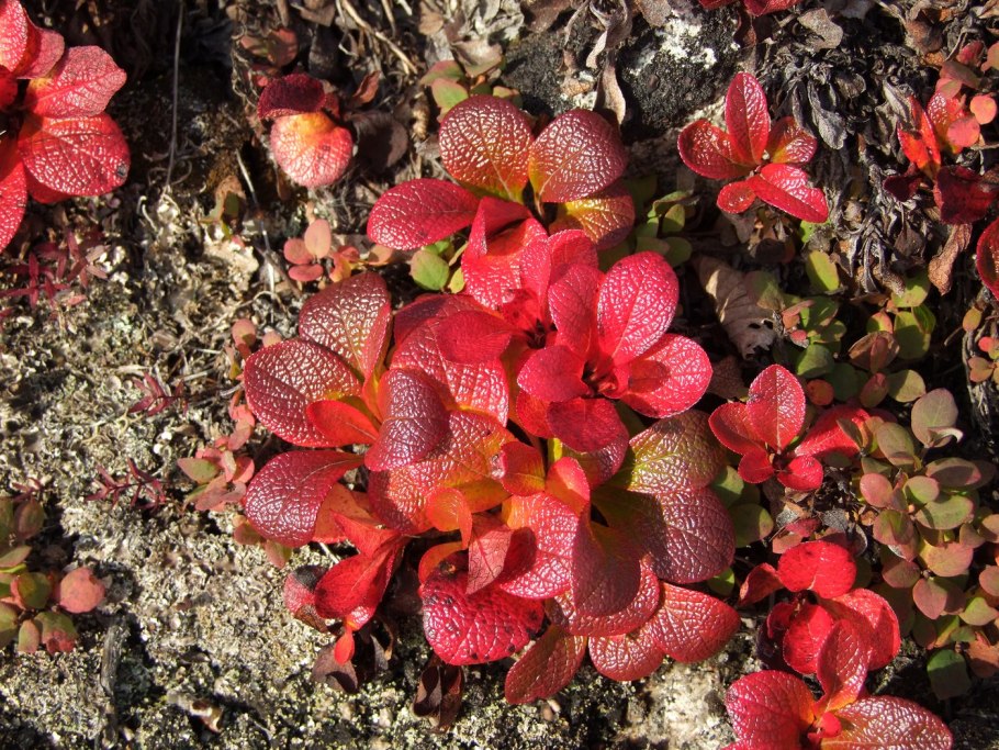 Толокнянка Альпийская