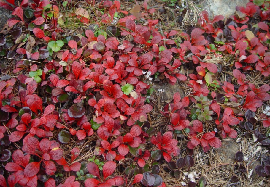 Толокнянка Мурманск