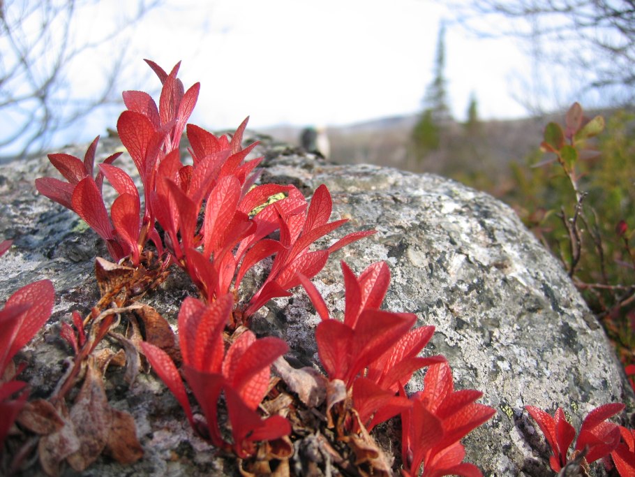 Арктоус цветение