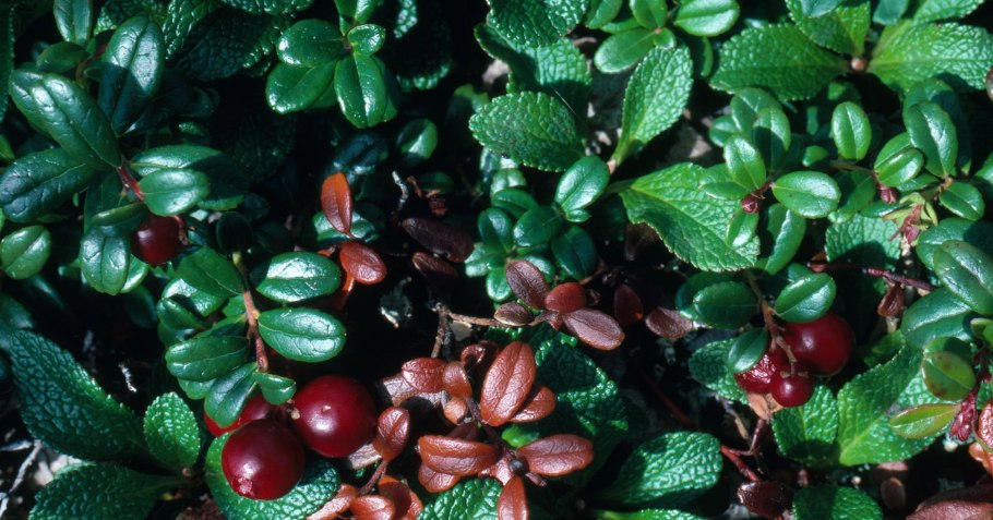 Брусника лист