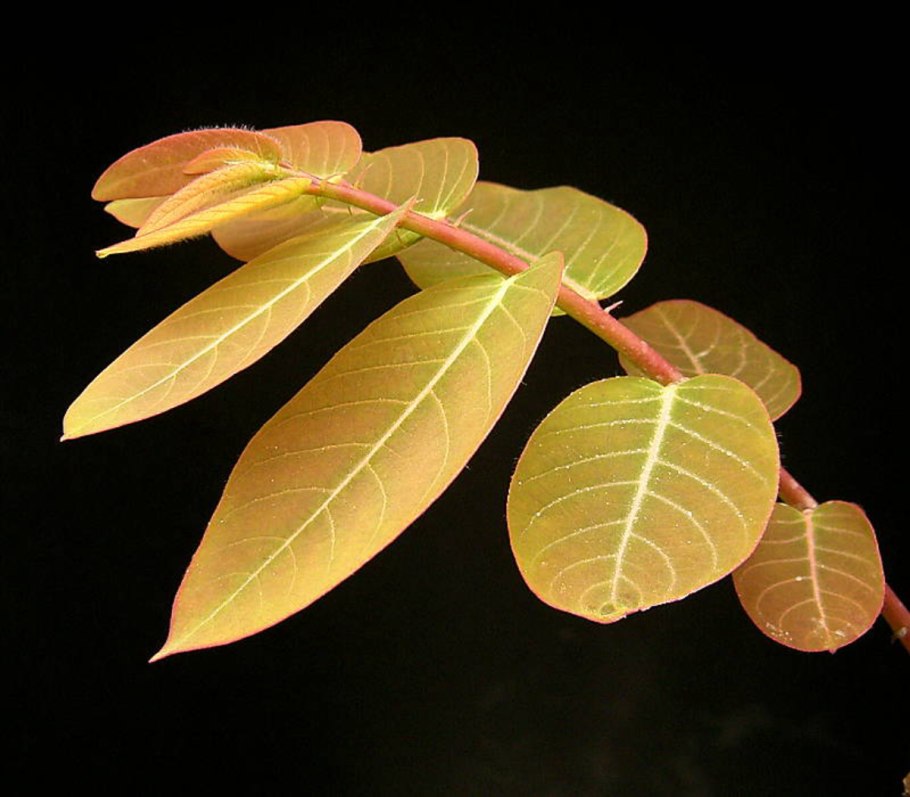 Phyllanthus Mirabilis