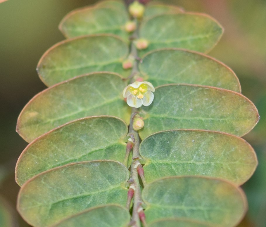 Бхумиамалаки (Phyllanthus niruri)