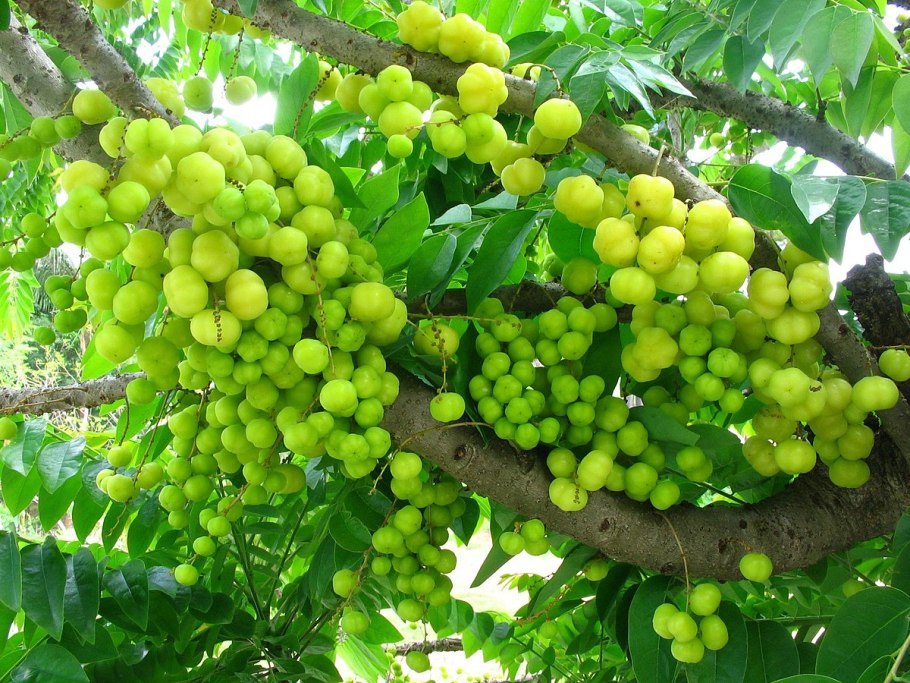Эмблика (Амла)