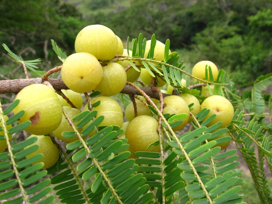 Allouncia Grandis