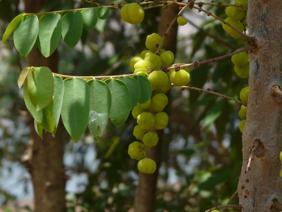 Phyllanthus acidus)