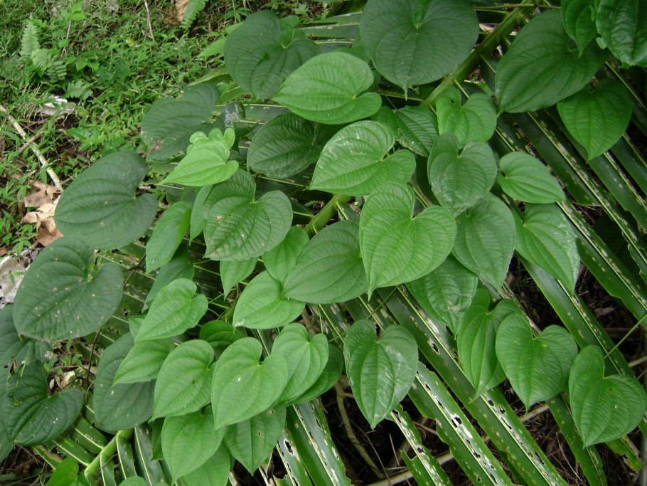 Амарант (Amaranthus)