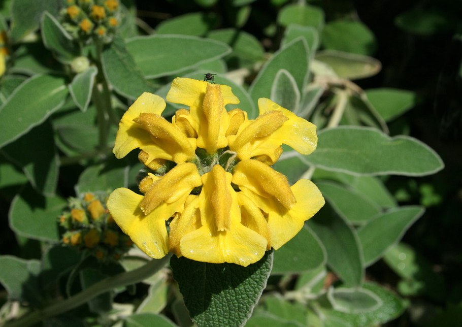 Сальвия блестящая или шалфей сверкающий (лат.Salvia splendens).