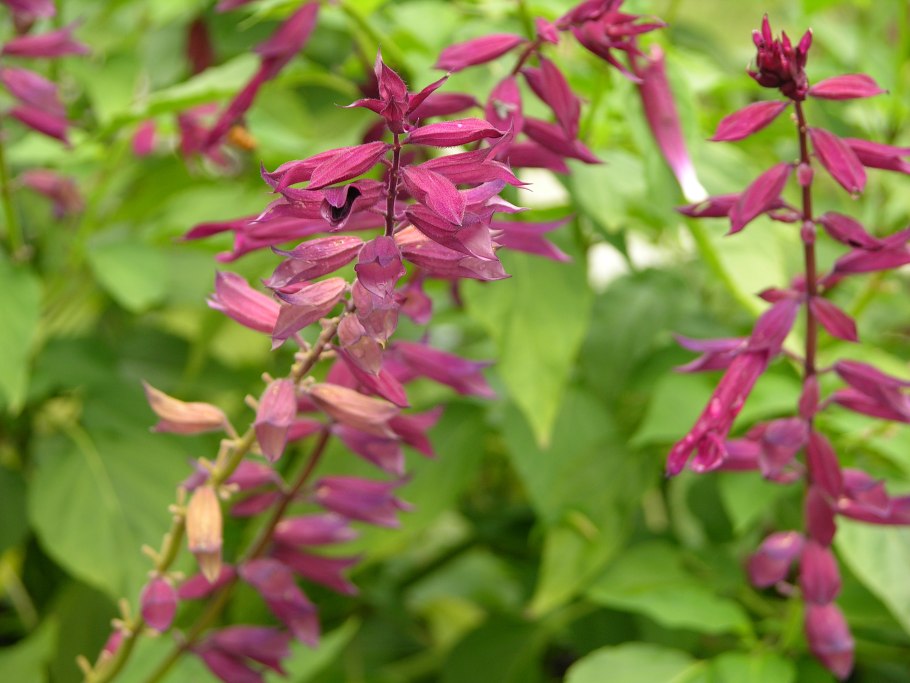 Calotropis gigantea (Калотропис)