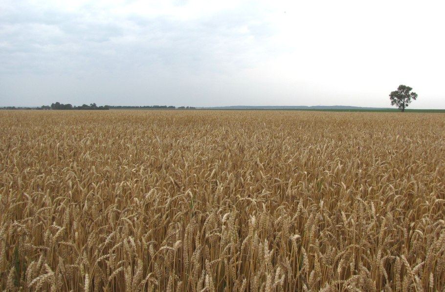 Две беды урожай и неурожай в России