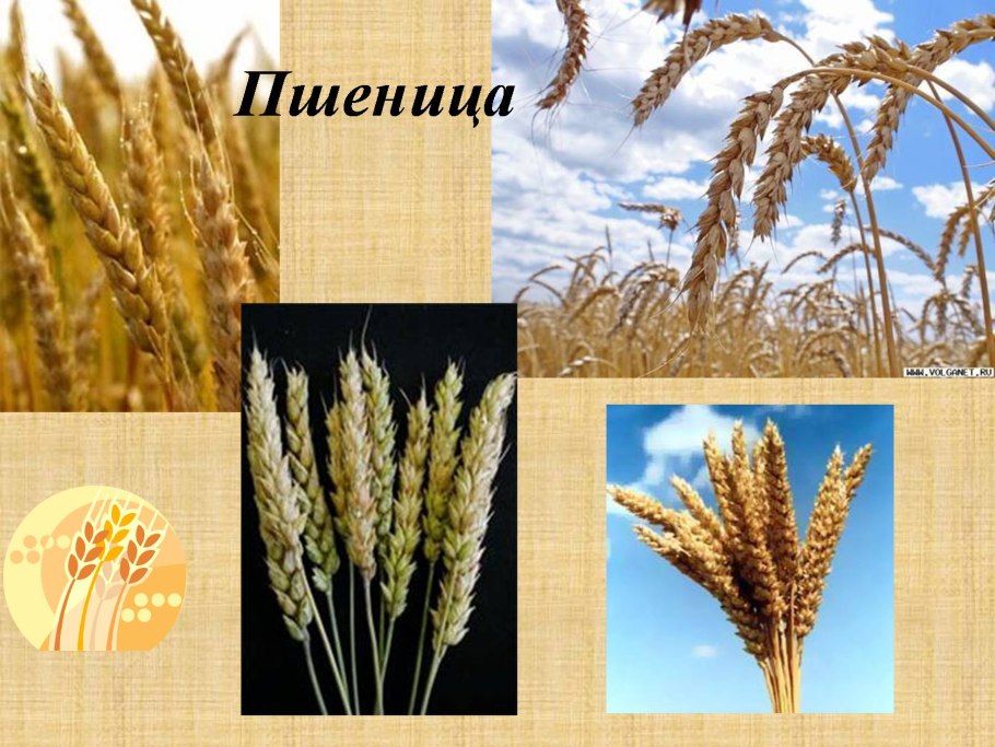 Растет пшеница для детей