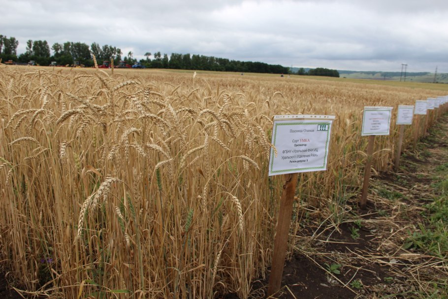 Выращивание пшеницы