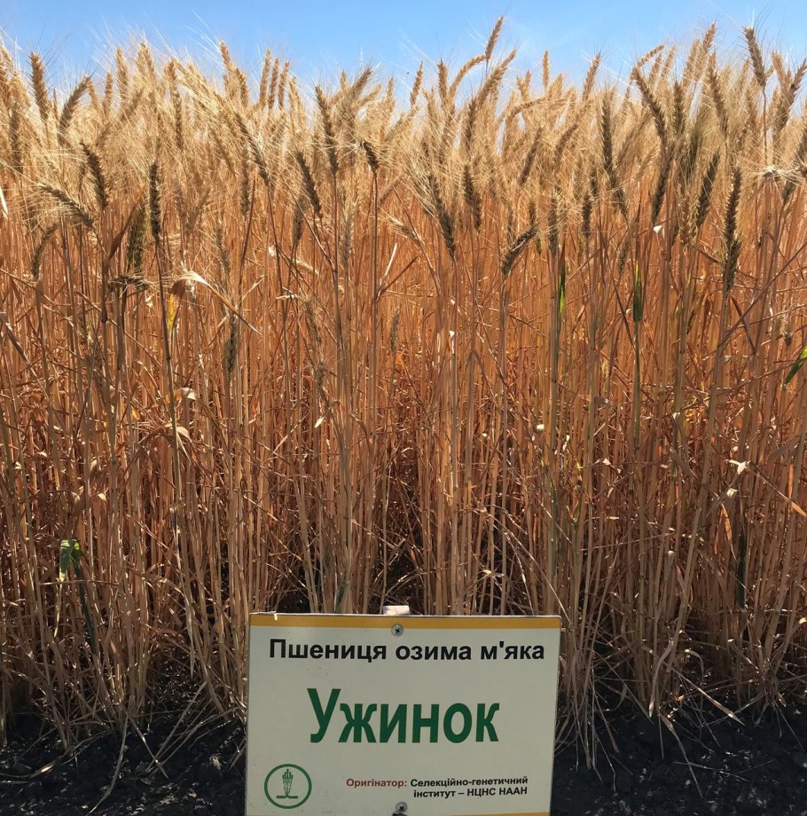 Страны производители пшеницы