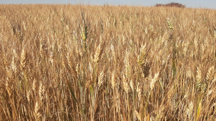 Нил пшеница крестьяне