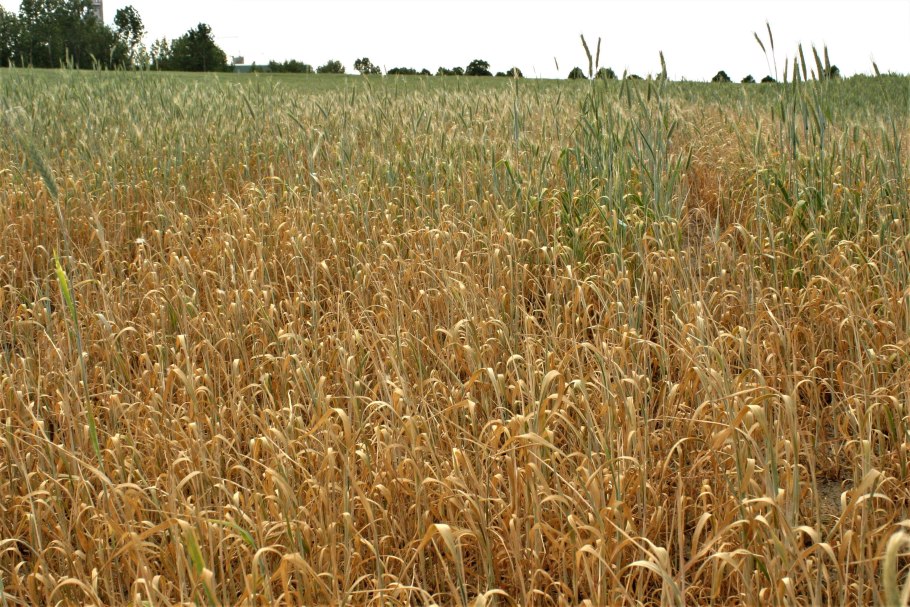 Сорт Северодонецкая Юбилейная озимой пшеницы