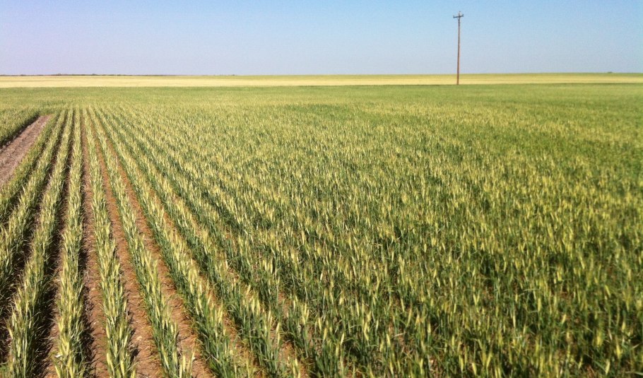 Адыгея поля засеянные